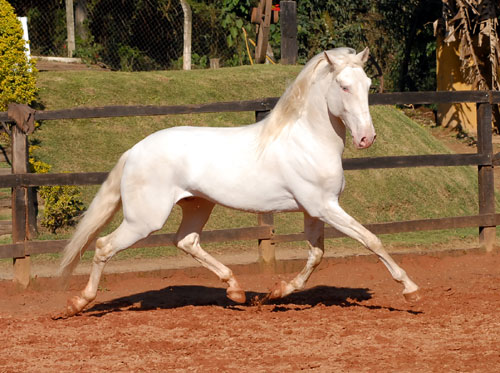 Resultado de imagem para puro sangue lusitano isabel